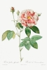 Pierre Joseph Redouté - Rosa Gallica Variante 1