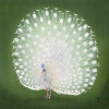 Ohara Koson - Peacock Variante 2