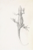 Julie de Graag - Lizard Variante 1