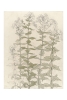 Julie de Graag - Studies of Phlox Variante 1