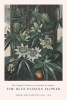 Robert John Thornton - The Blue Passion Flower Variante 1