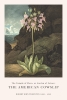 Robert John Thornton - The American Cowslip Variante 1