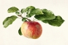 Royal Charles Steadman - Apple Bough Variante 1