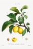 Pierre Joseph Redouté - Plum (Prunier de Sainte-Catherine) Variante 1
