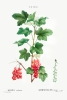 Pierre Joseph Redouté - Redcurrant (Ribes Rubrum) Variante 1