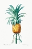 Pierre Joseph Redouté - Pineapple Variante 1