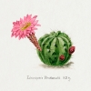 Echinopsis Pentlandii Cactus - Vintage Illustration Variante 1