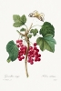 Pierre Joseph Redouté - Red Currant Variante 1