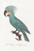 Francois Levaillant - The Palm Cockatoo Variante 1