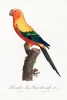 Francois Levaillant - The Sun Parakeet Variante 1