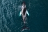 The Whale Variante 1