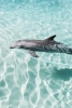 Dolphin Variante 1