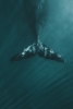 Whale Fin Variante 1