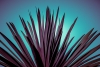 Purple Palm Variante 1