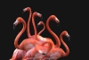 Seven Flamingos Variante 1