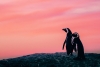 Penguins Variante 1