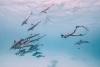 Swimming with Dolphins Variante 1
