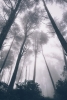 Misty Forest Variante 1