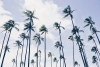 Palm Trees Variante 1
