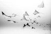 School of Stingrays Variante 1