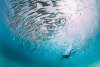 Swimming Together Variante 1