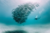 School of Fish Variante 1