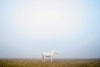 Prairie Variante 1