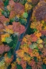 Autumn Variante 1