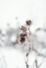 Thistle Variante 1