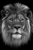 The Lion Variante 1
