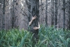 Tree Friend Variante 1