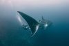 Tail Fin Variante 1