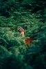 Hidden Deer Variante 1