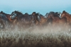 Wild Horses Variante 1