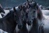 In the Herd Variante 1