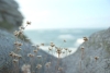 Flowers in the Sand Variante 1