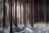 Forest Visions Variante 1