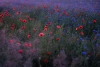 Poppy Twilight Variante 1