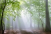 Misty Forest Variante 1
