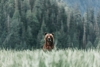 A Curious Bear Variante 1