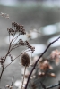 Thistle and Friends Variante 1