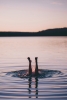 Evening Swim Variante 1