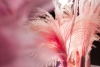 Soft & Fluffy Variante 1