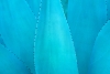 Succulents in Blue Variante 1