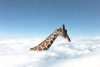 Really Long Neck Variante 1