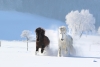Ponies in the Snow Variante 1