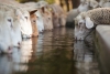 Thirsty Sheep Variante 1
