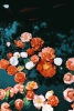 Swimming Flowers Variante 1