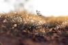 Butterfly in Dewy Grass Variante 1
