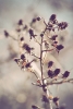 Blackberries Variante 1